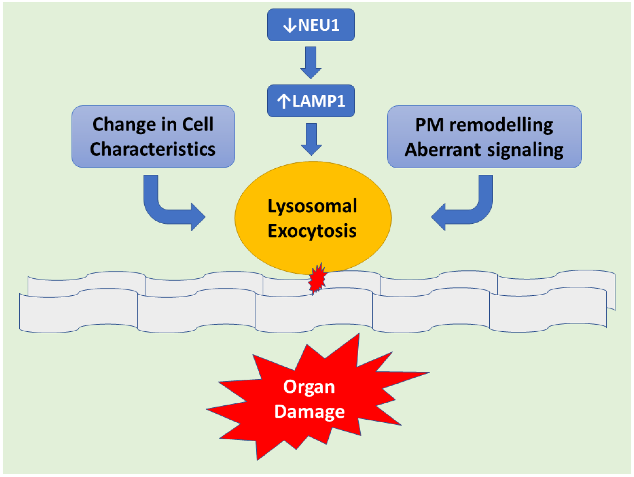 LAMP1 accumulation causing an increased number of lysosomes